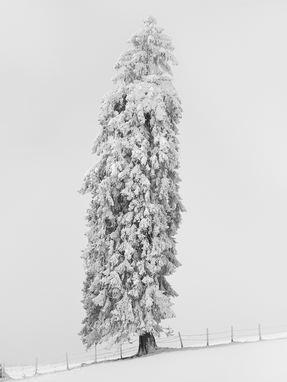 Schwarzweißfotografie von einem mit Schnee bedecktem Baum.