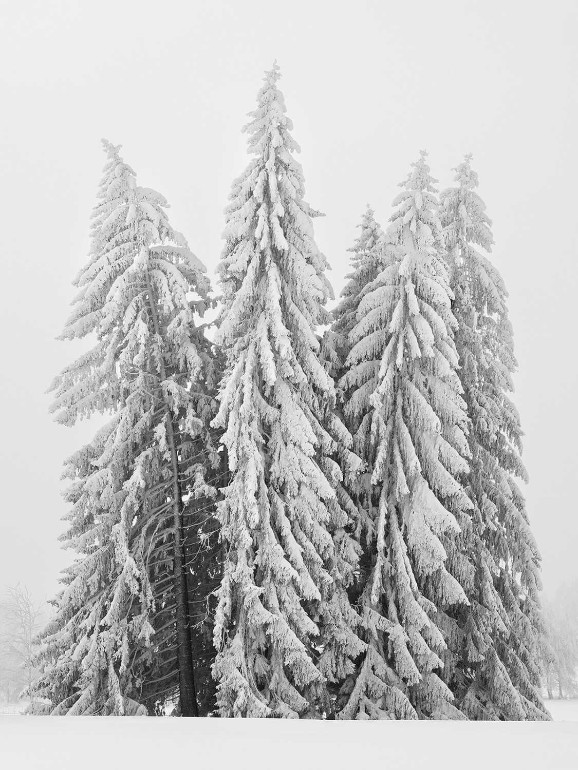 Schwarzweißfotografie von mehreren Bäumen, die alle mit Schnee bedeckt sind.
