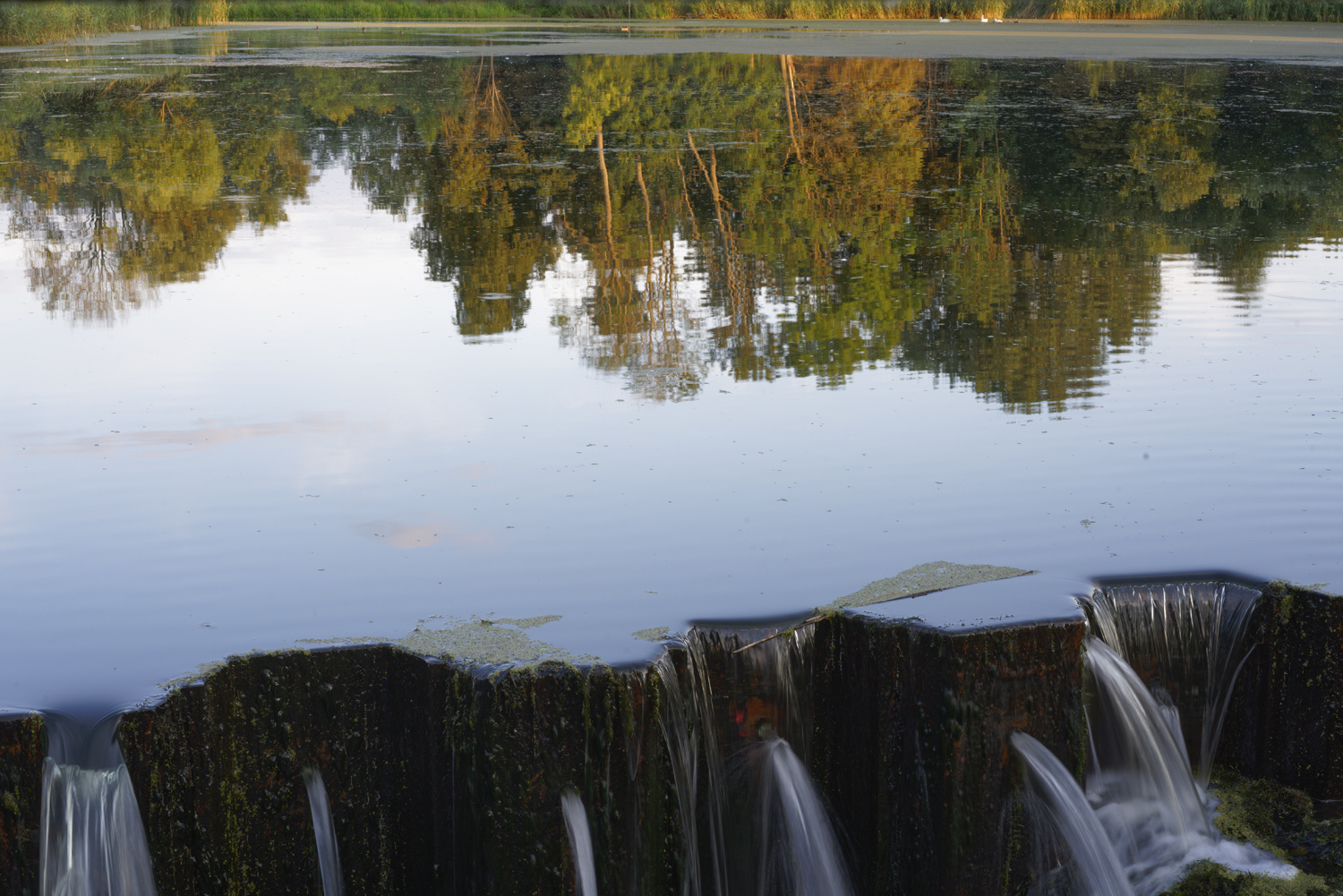 Spiegelungen von Bäumen in einem See