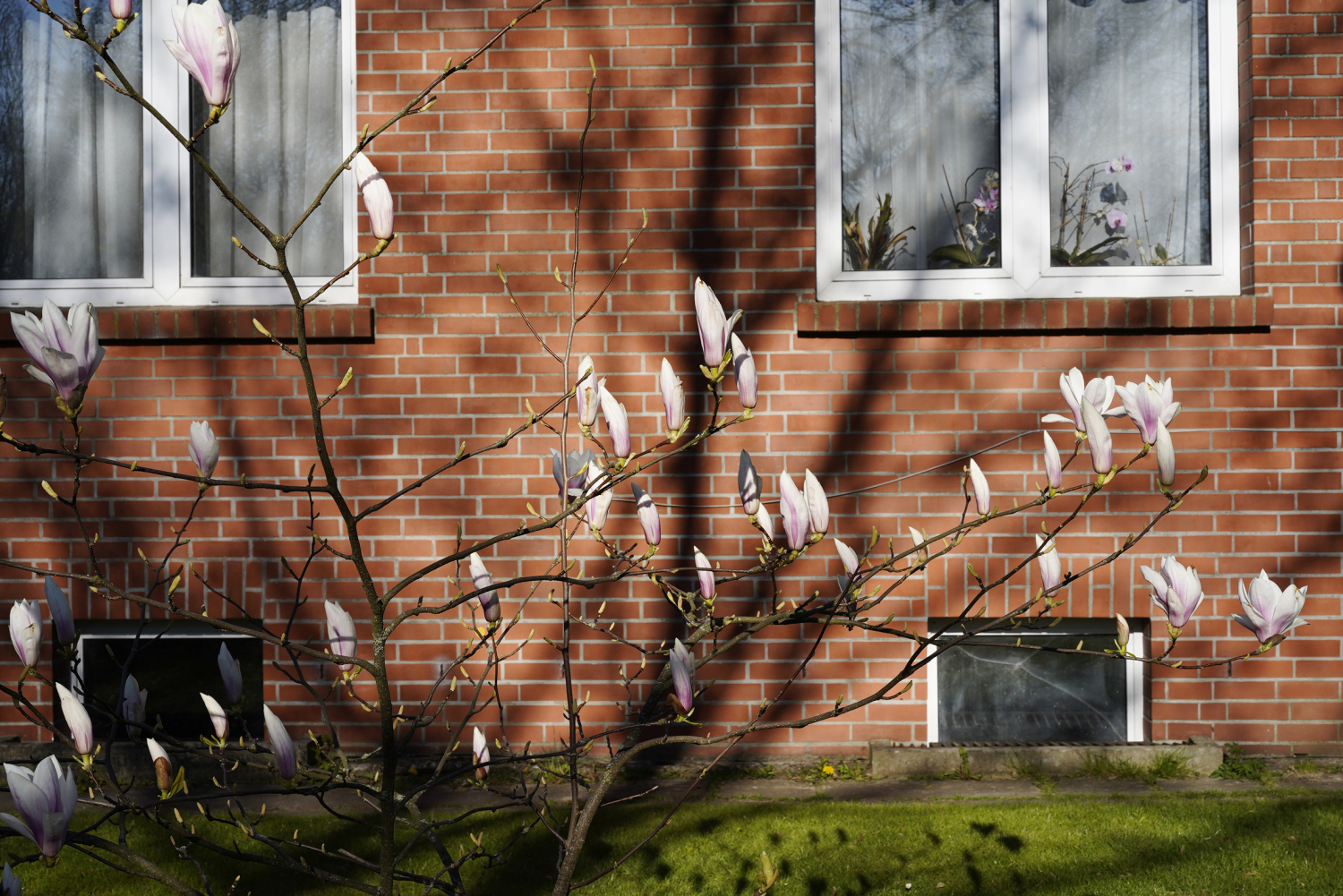 Blühender Baum vor einer Hauswand