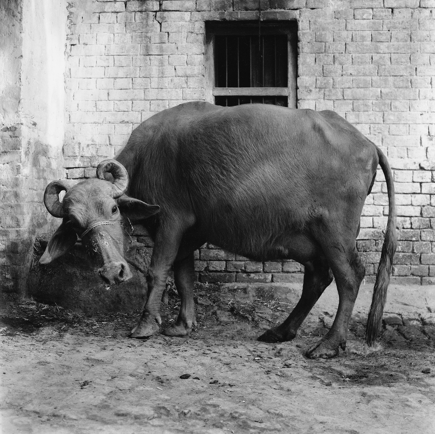 Schwarzweißfotografie; eine Büffelkuh.