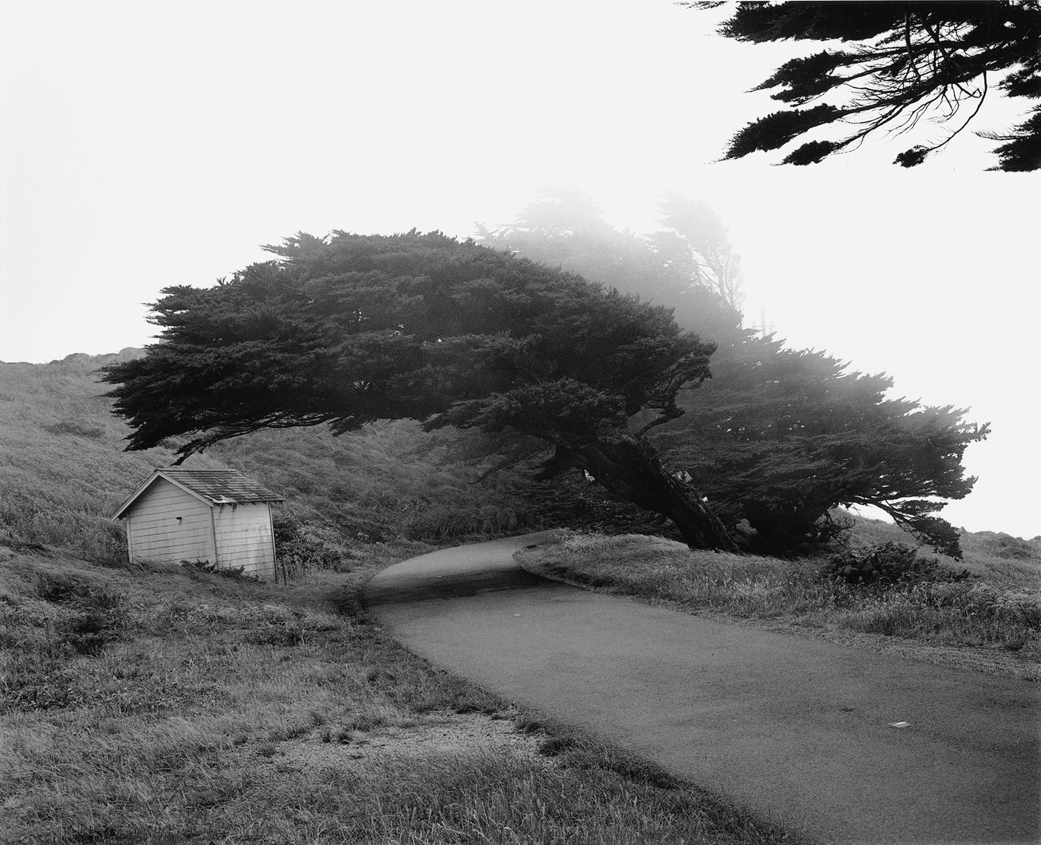 Schwarzweißfotografie; ein Haus steht am Rand eines Weges. Ein vom Wind verzerrter Baum hängt über dem Haus.
