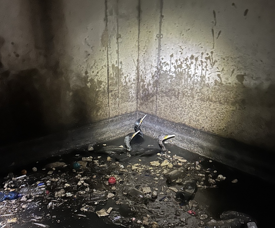 Drei Vögel schwimmen in einer Kammer in einem Wasser mit Dreck und Müll.