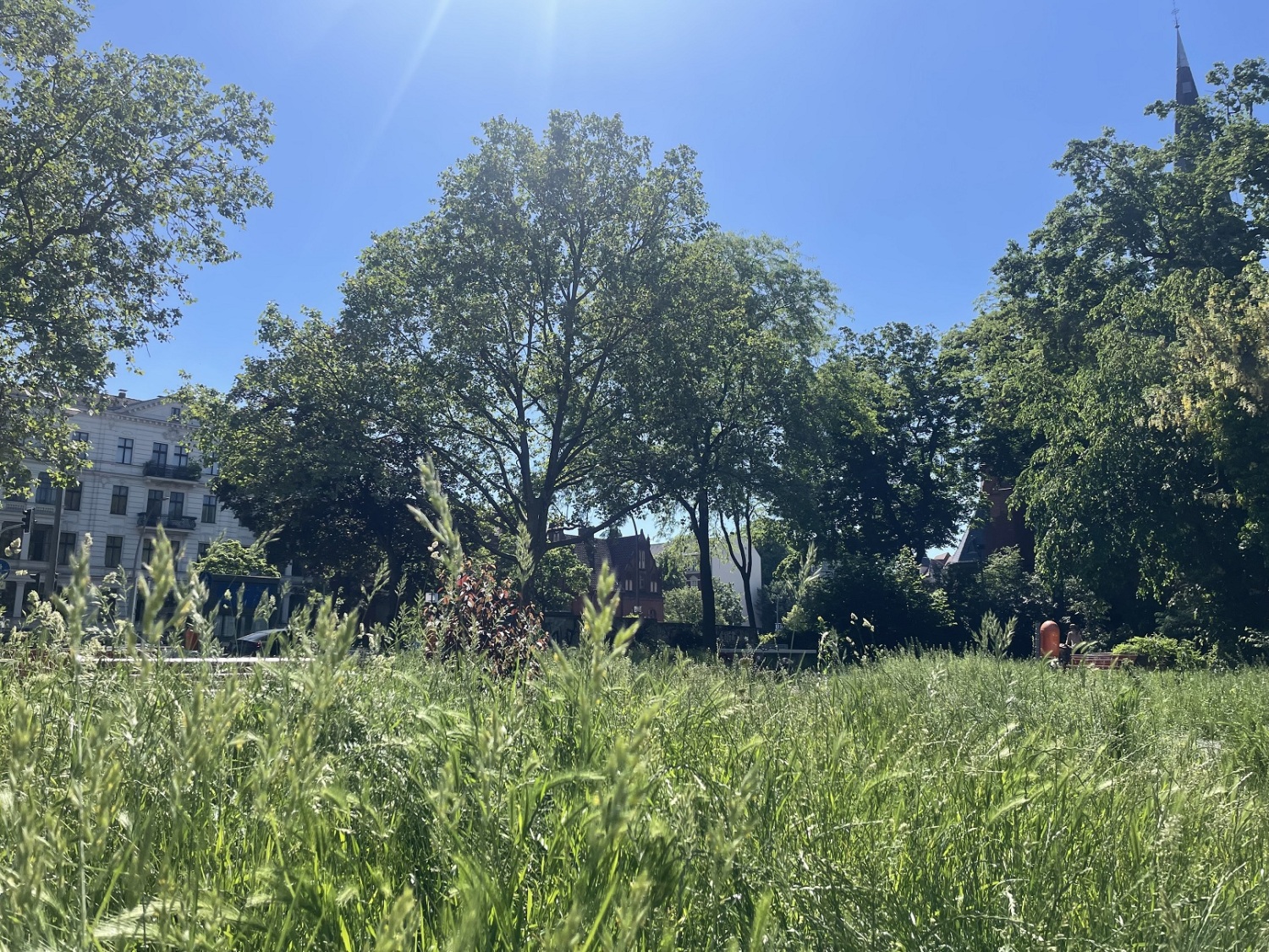 ein Park mit hohem Gras
