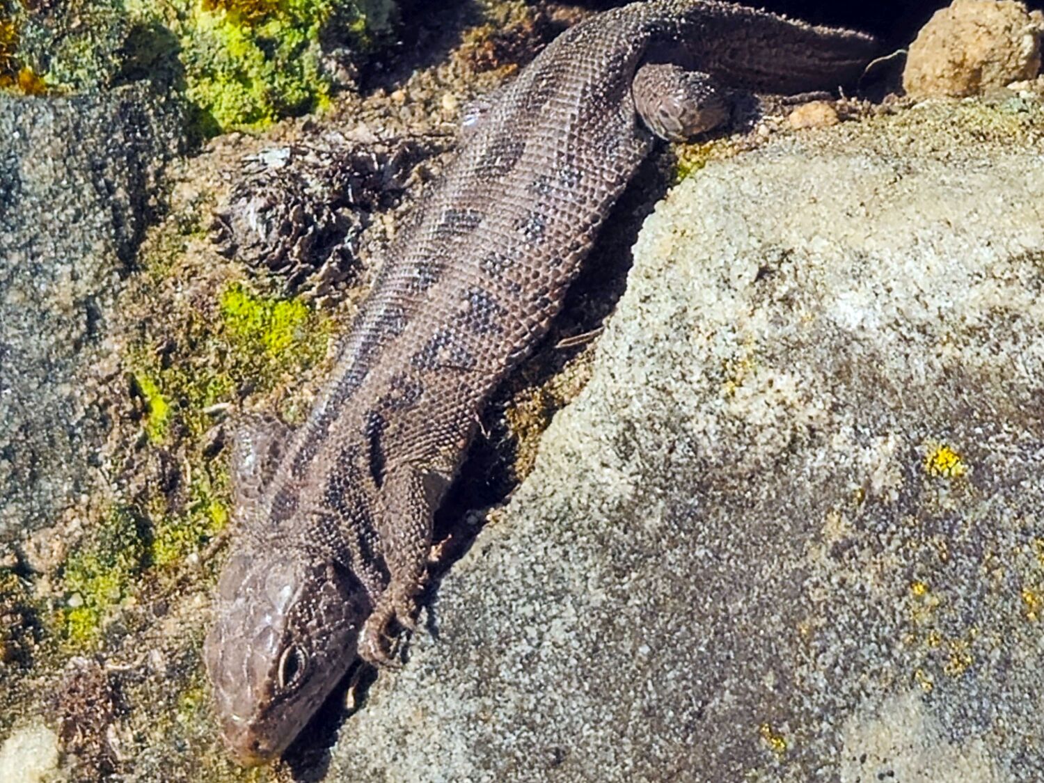 Zauneidechse