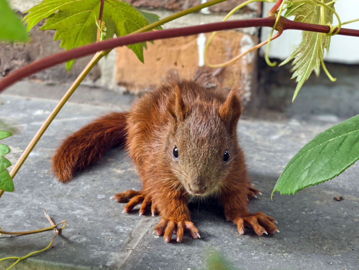 junges Eichhörnchen