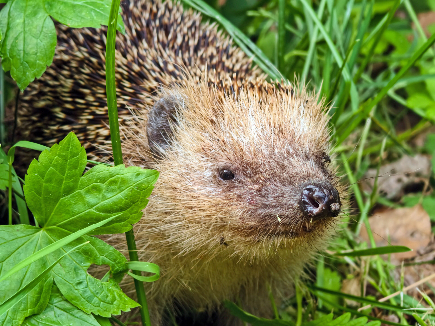 Igel
