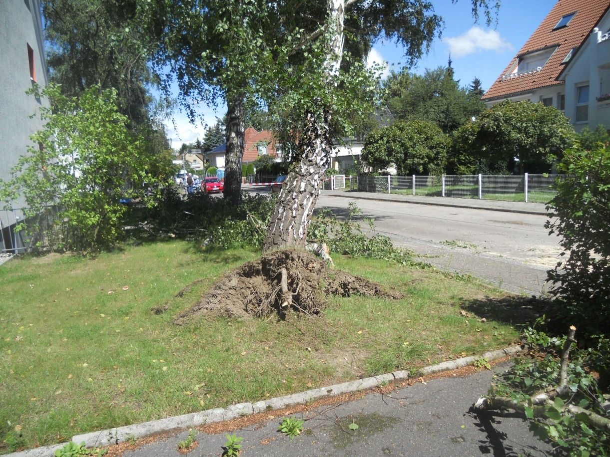 Baum der aufgrund starker Winde entwurzelt wurde
