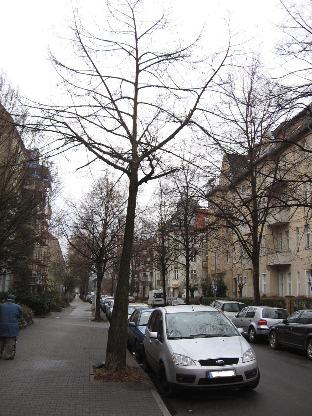 Baum in einer kleineren Straße