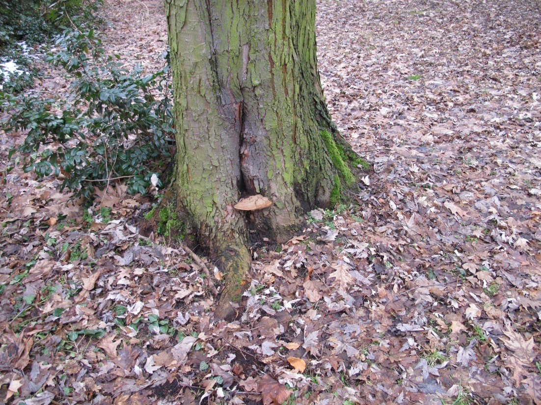 Pilze am Stammfuß eines Baumes