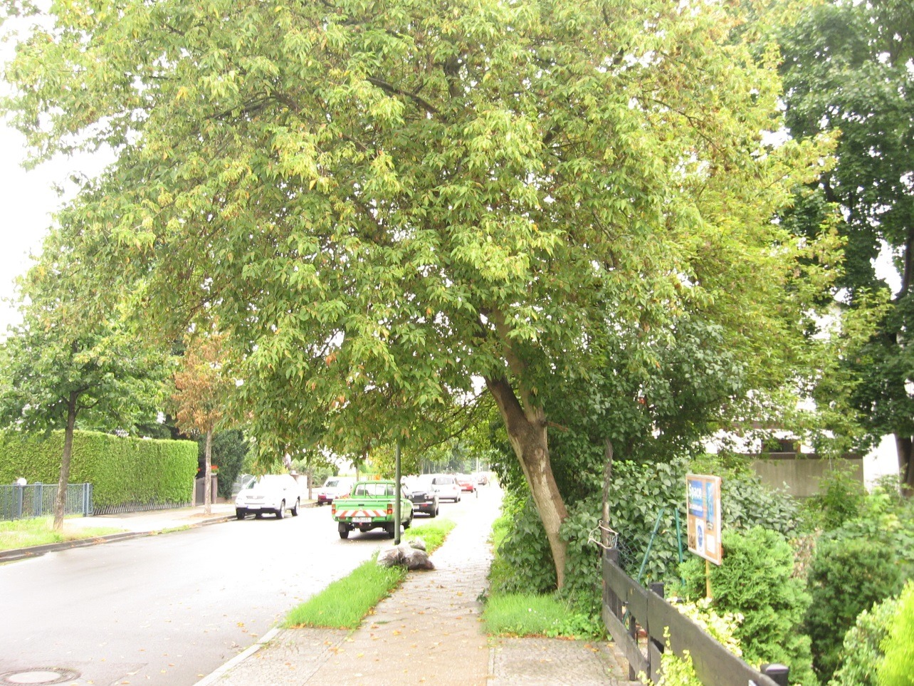 schiefstehender Baum, der sich über die Straße bäugt