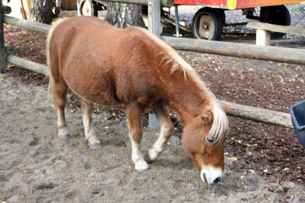 ... Ponys und viele andere Tiere zu entdecken.