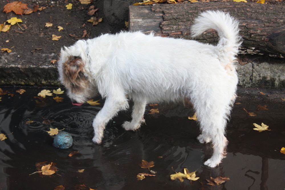 Nicht vergessen wollen wir den Haus- und Hofhund der ufaFabrik.