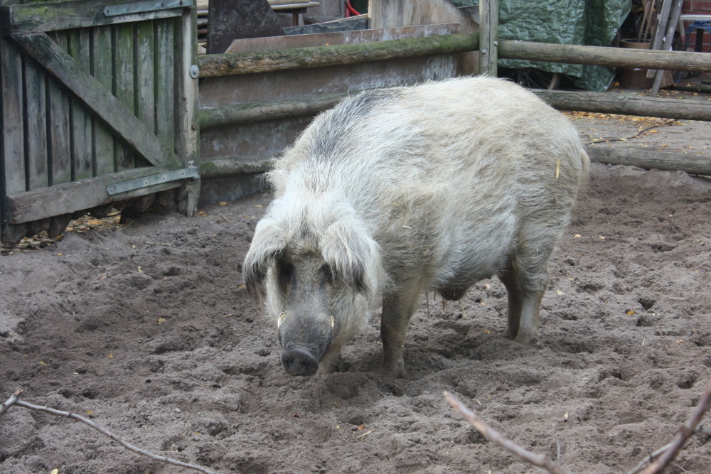 Auf dem Kinderbauernhof sind Schweine, ...