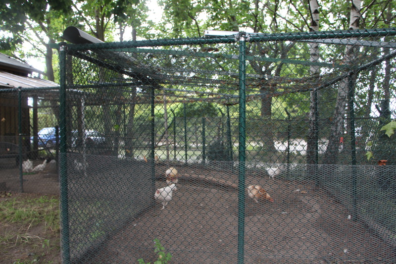 Hühner in der Gartenarbeitsschule
