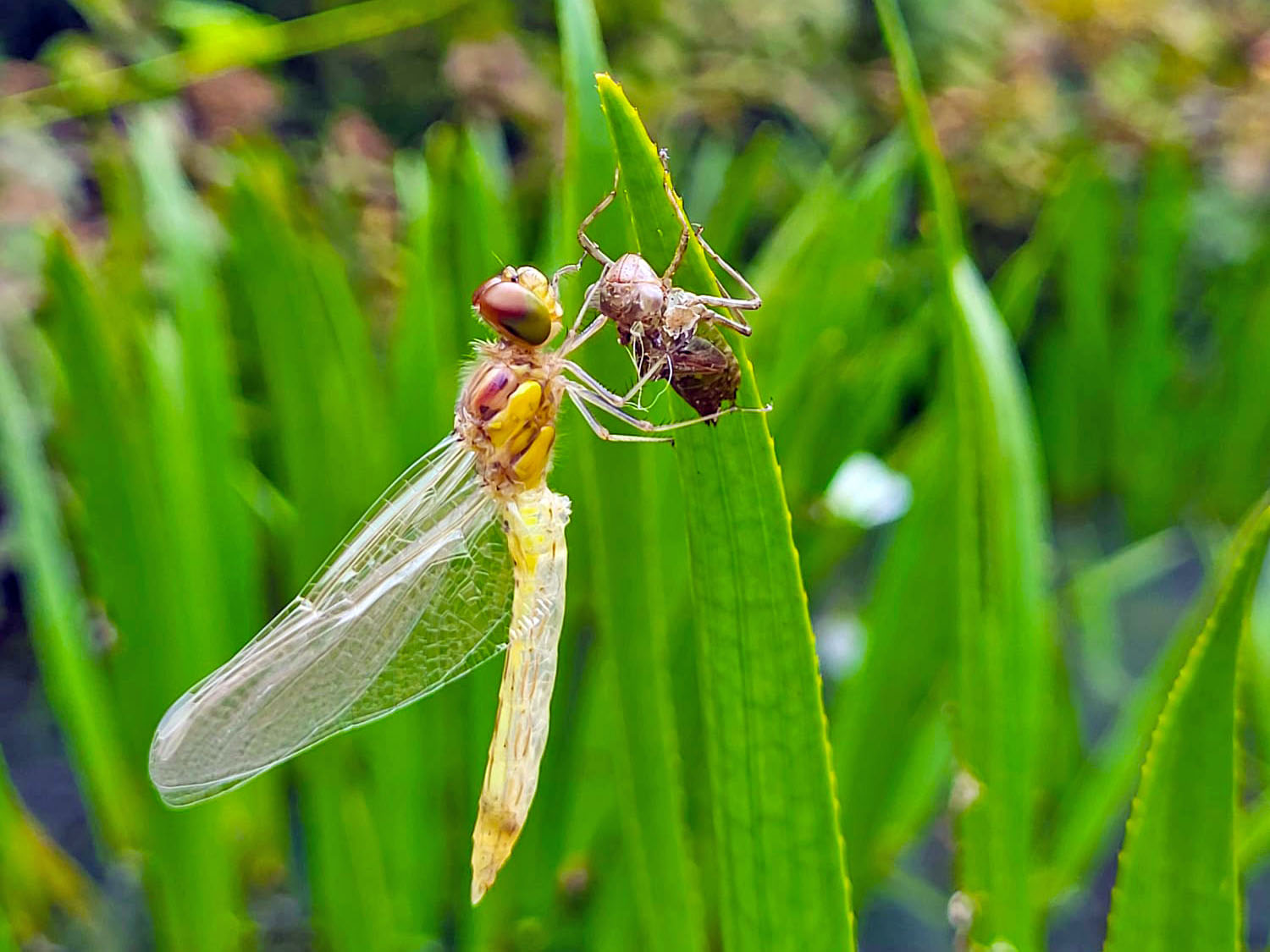 Frisch geschlüpfte Heidelibelle an Krebsscherenblatt