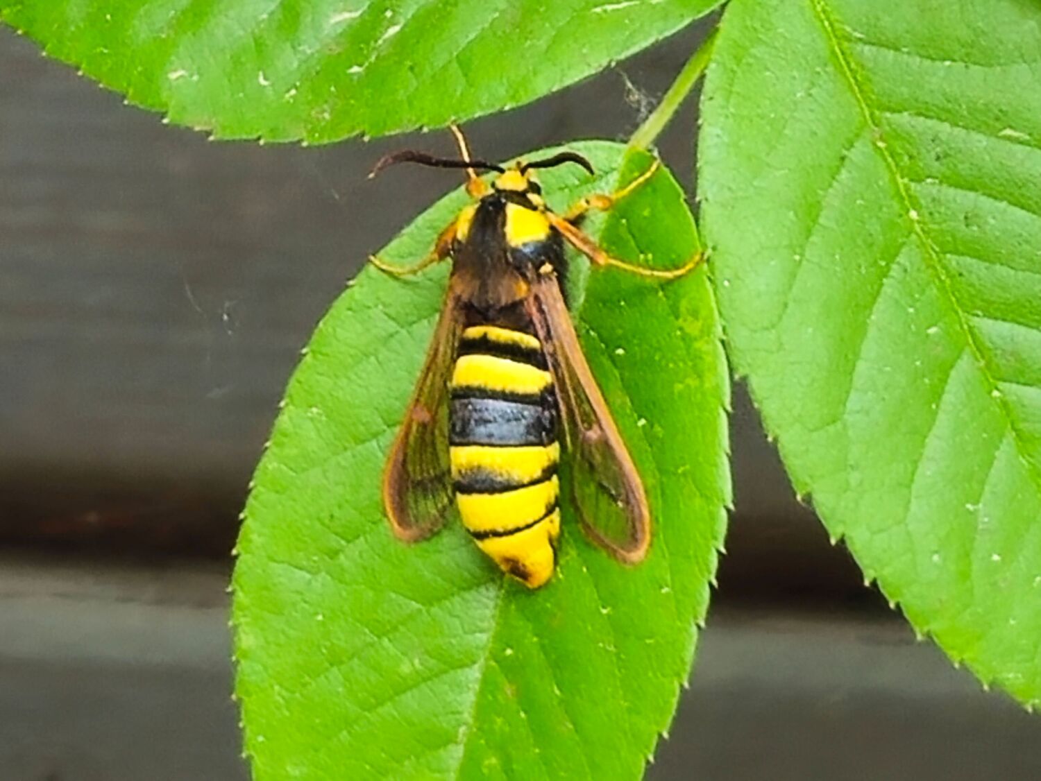 Hornissen-Glasflügler