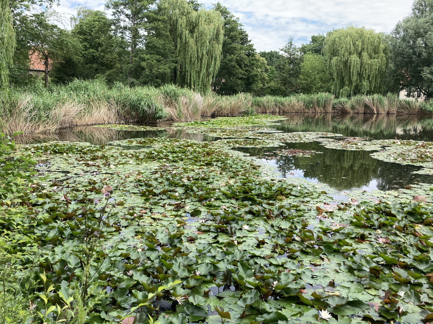 Seerosen am Dorfteich Lichtenrade