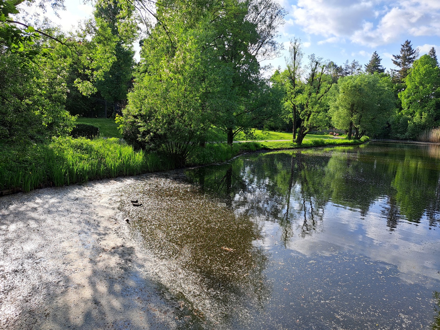 Eckernpfuhl im Volkspark-Mariendorf