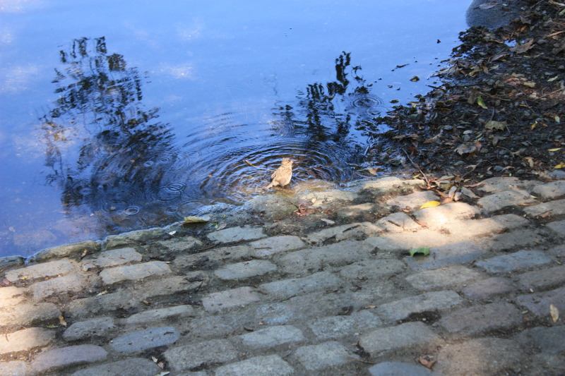 Nahaufnahme eines Vogels im Alten Park in Tempelhof