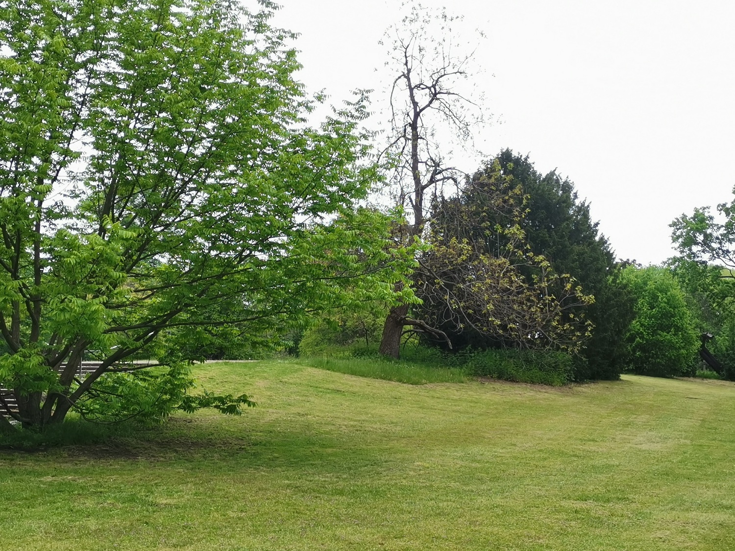 Treptower Park - Blühinsel Spreeseite