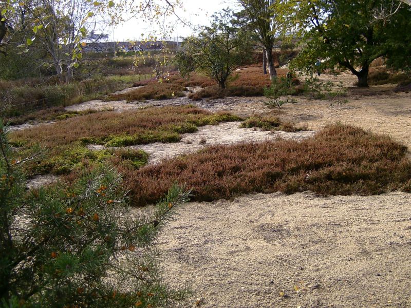 Landschaftspark Adlershof - Heidesenkgarten