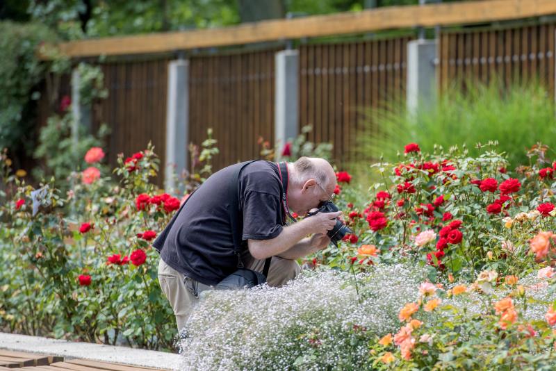 Fotografieren im Rosengarten