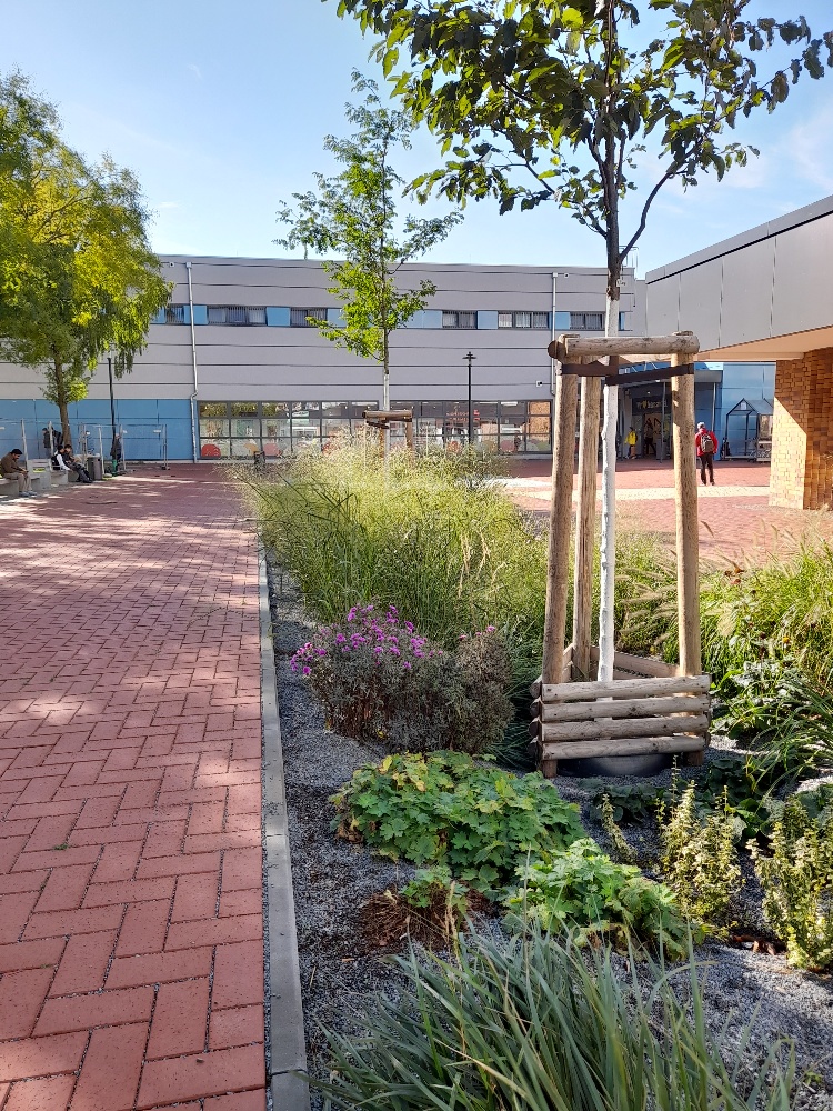 Bepflanztes Tiefbeet Kosmosviertel