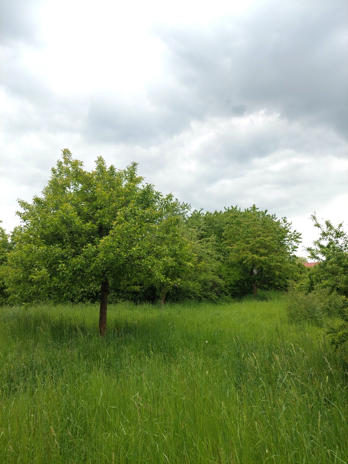 Grünzug Gerosteig