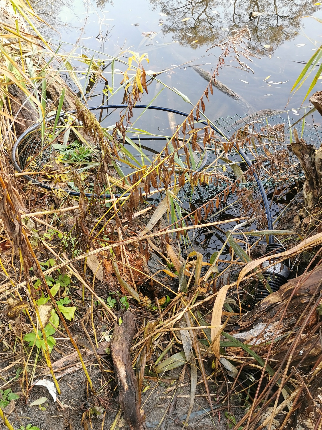 Einrichtung des DRAUSY-Systems im Dorfteich Karolinenhof