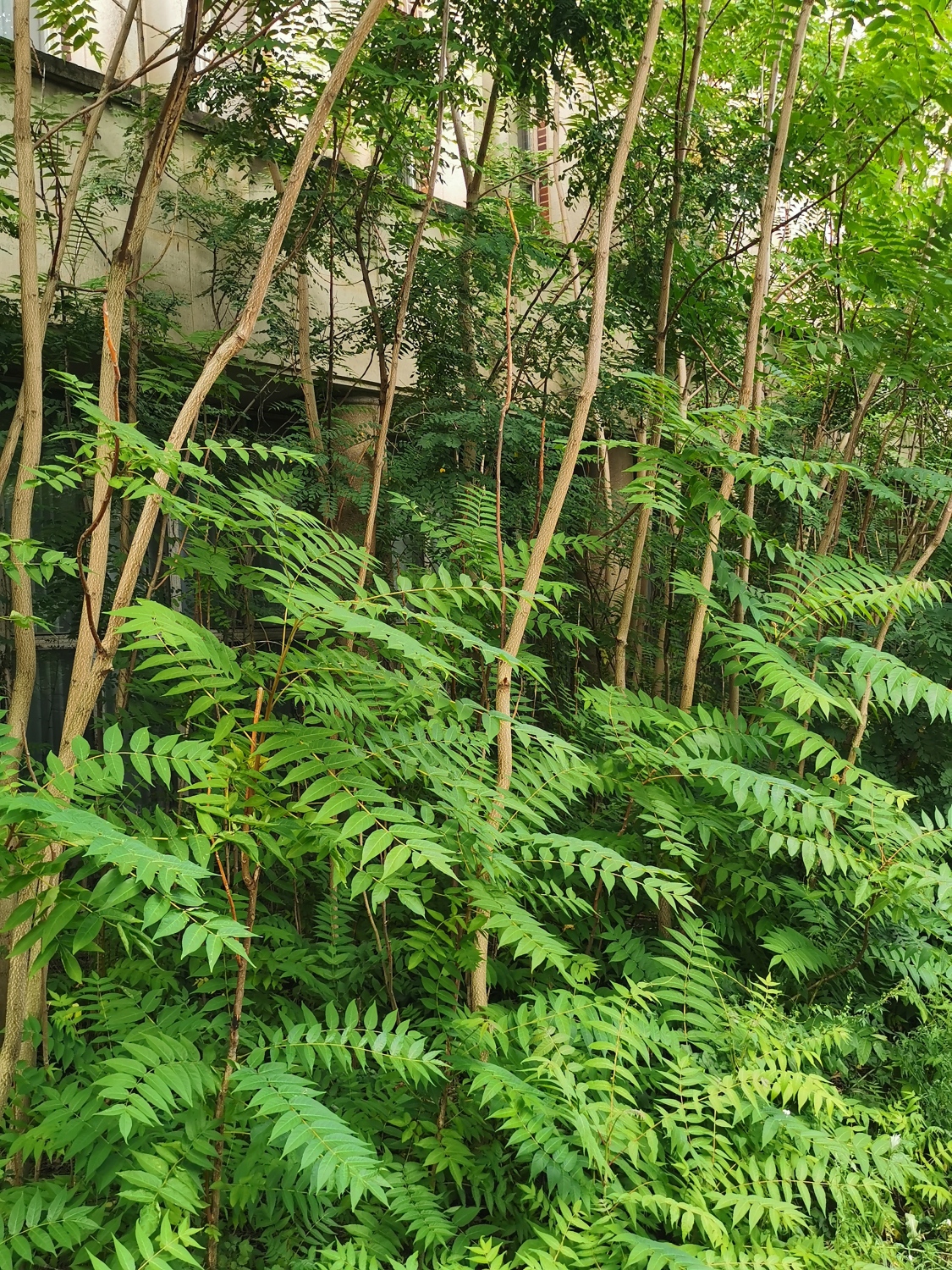 Massiver Götterbaumaufwuchs