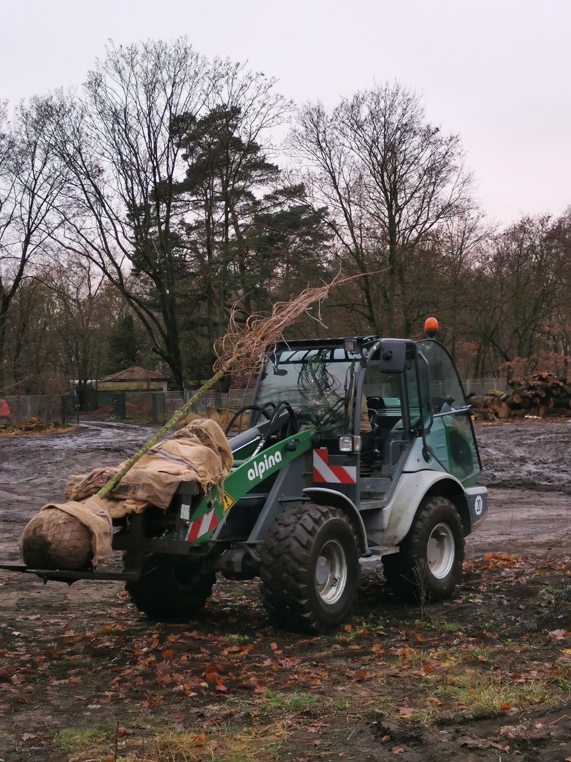Anlieferung Hausbäume 2025