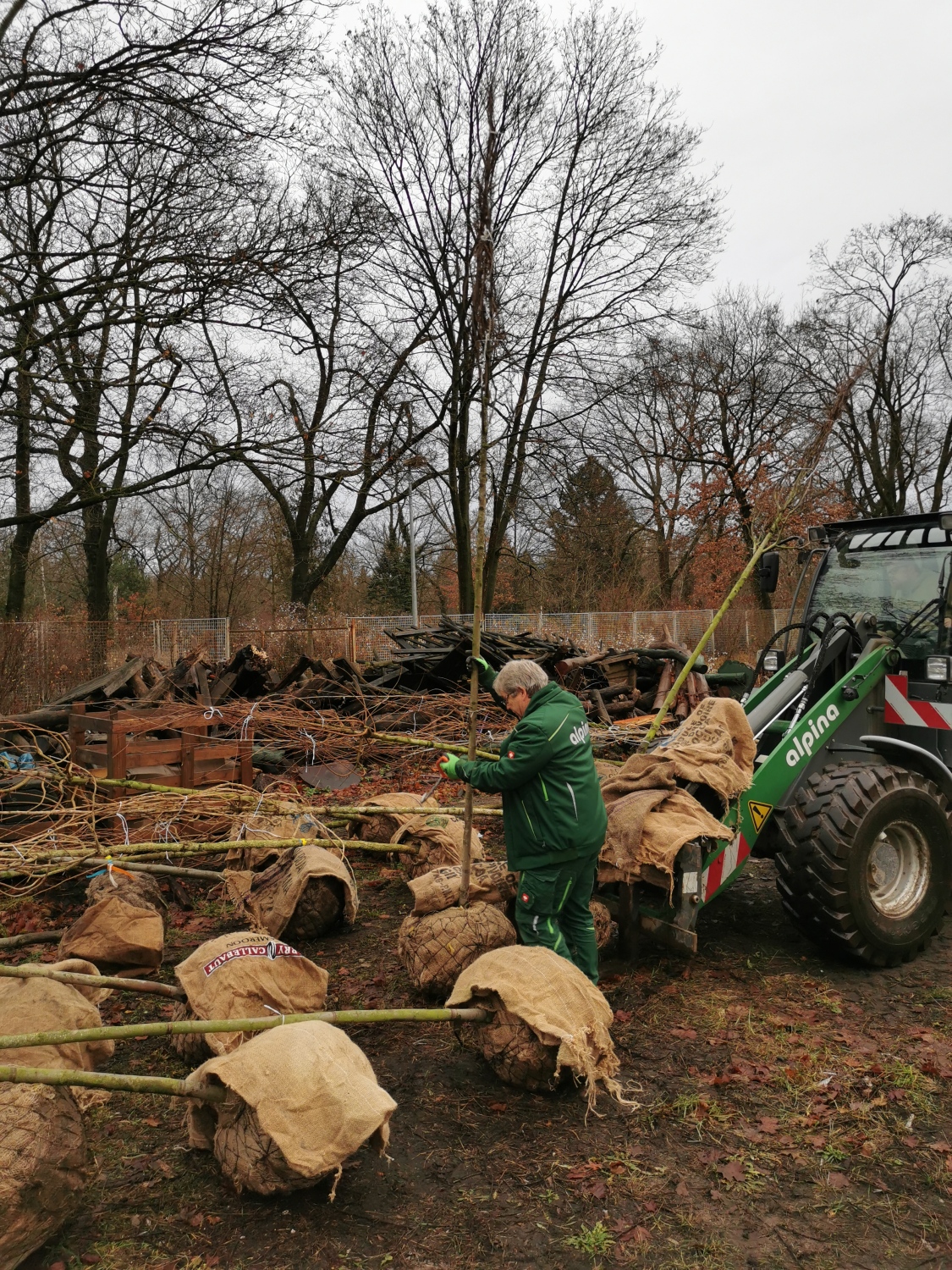 Anlieferung Hausbäume 2025