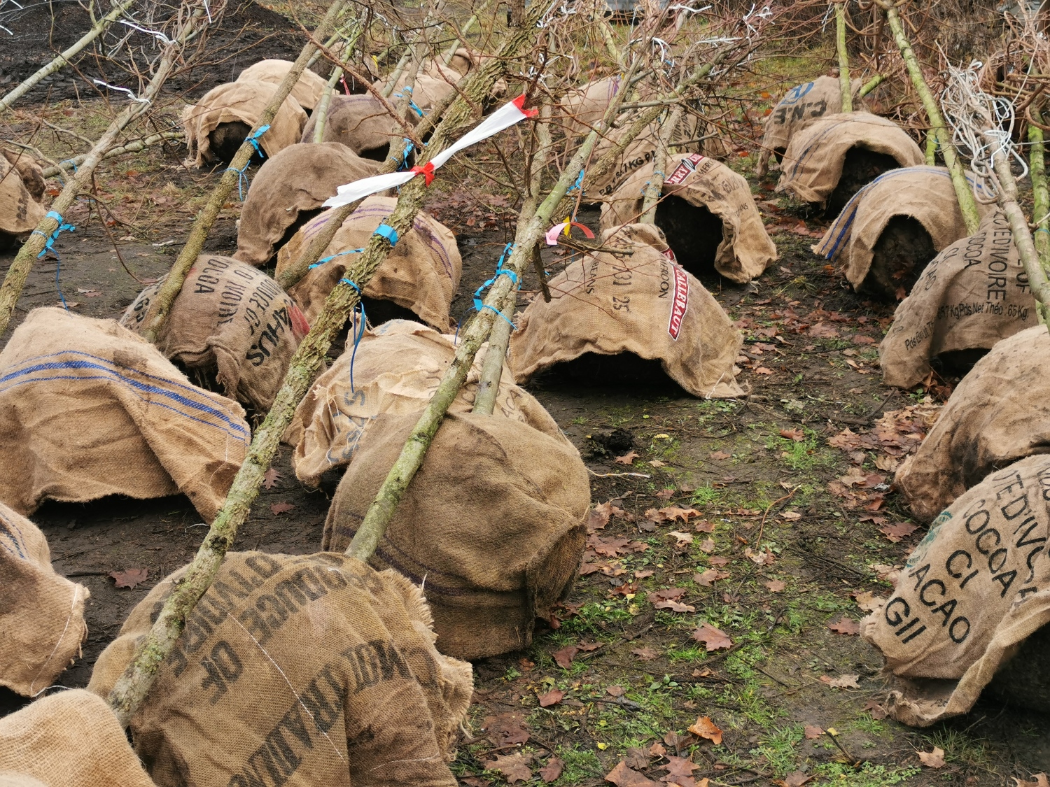 Anlieferung Hausbäume 2025