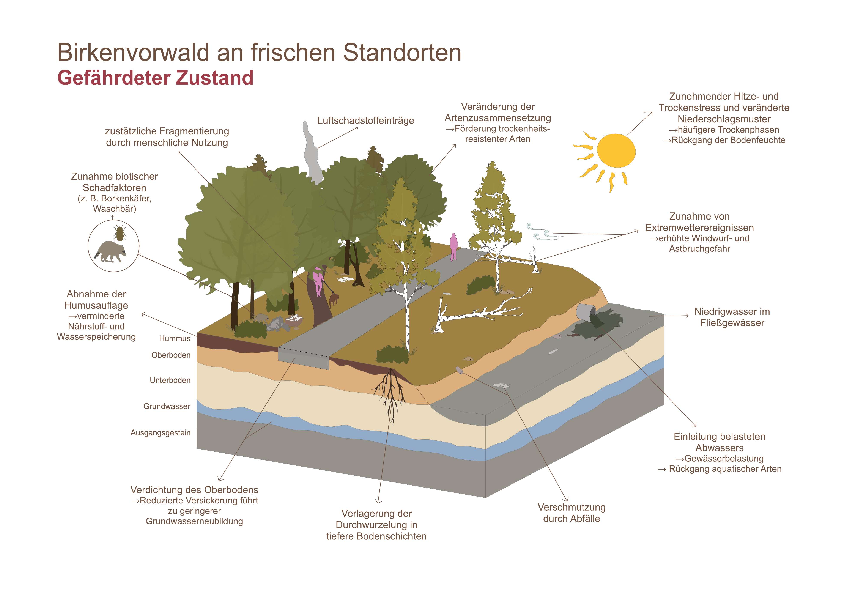 Birkenvorwald gefährdeter Zustand