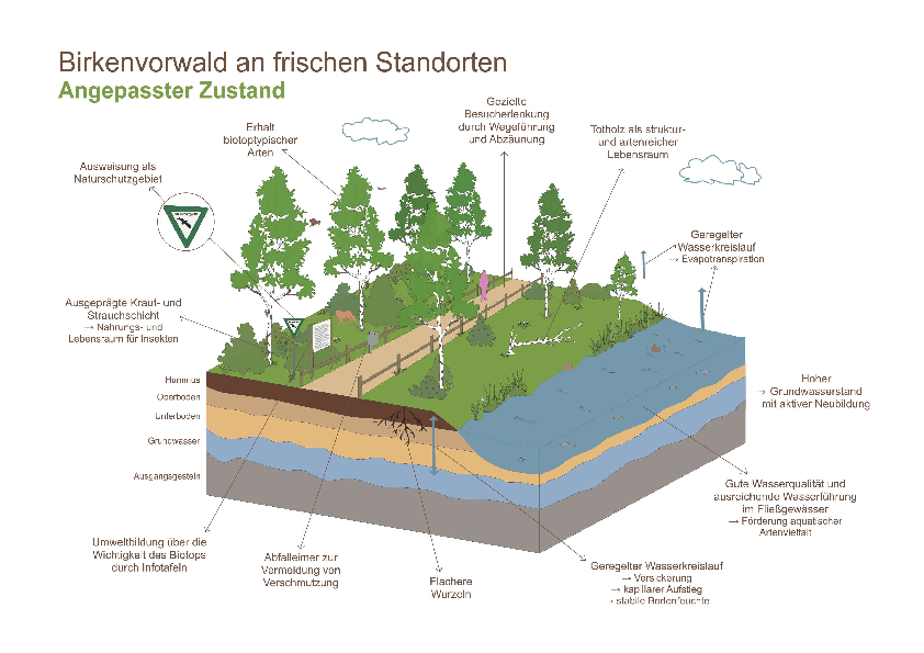 Birkenvorwald angepasster Zustand