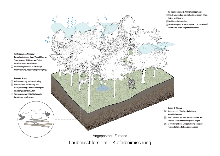 Laubmischforst angepasster Zustand