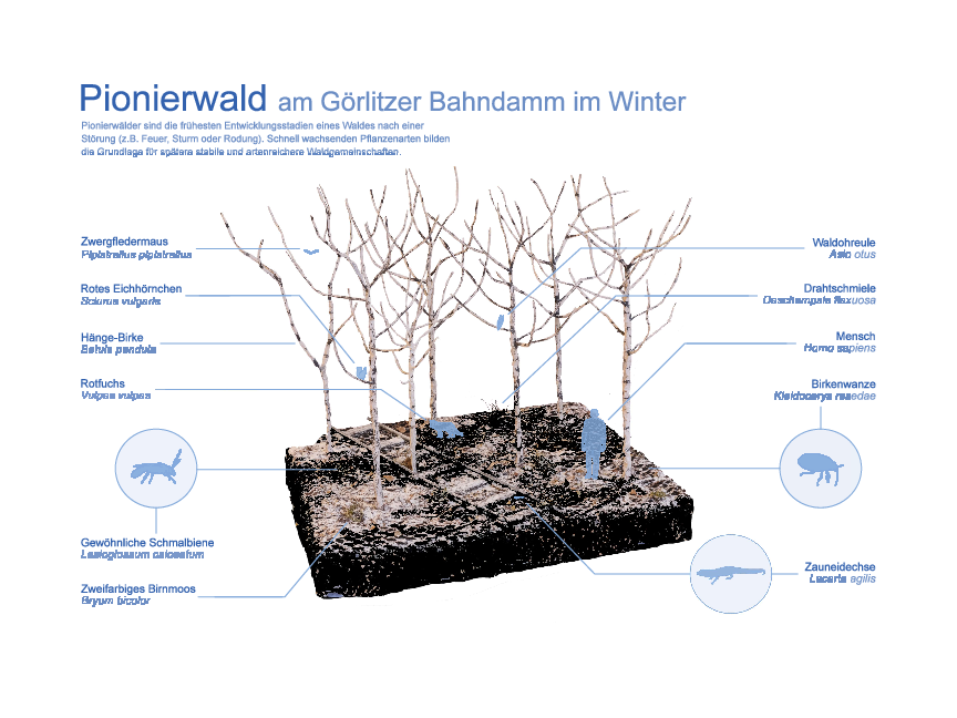 Pionierwald