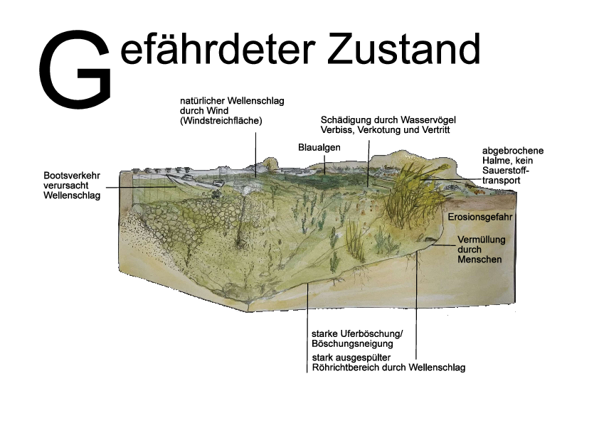Schilf-Röhricht gefährdeter Zustand