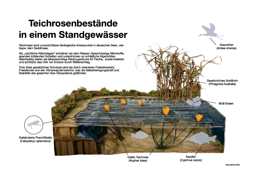 Teichrosenbestände in einem Standgewässer