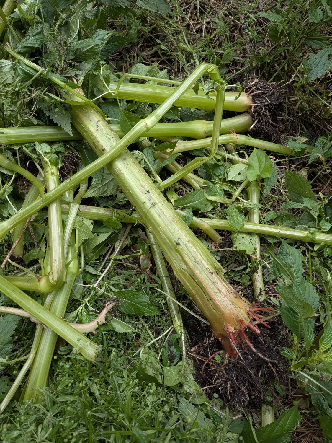 Wurzeln des Drüsigen Springkrauts