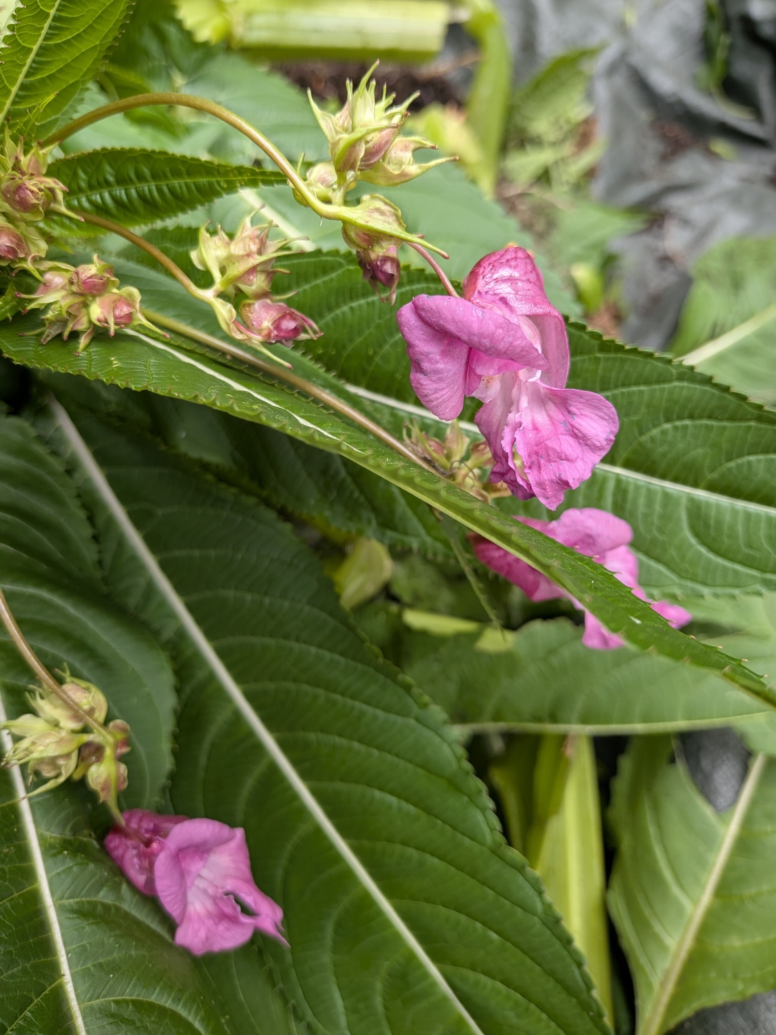 Blüte des Drüsigen Springkrauts