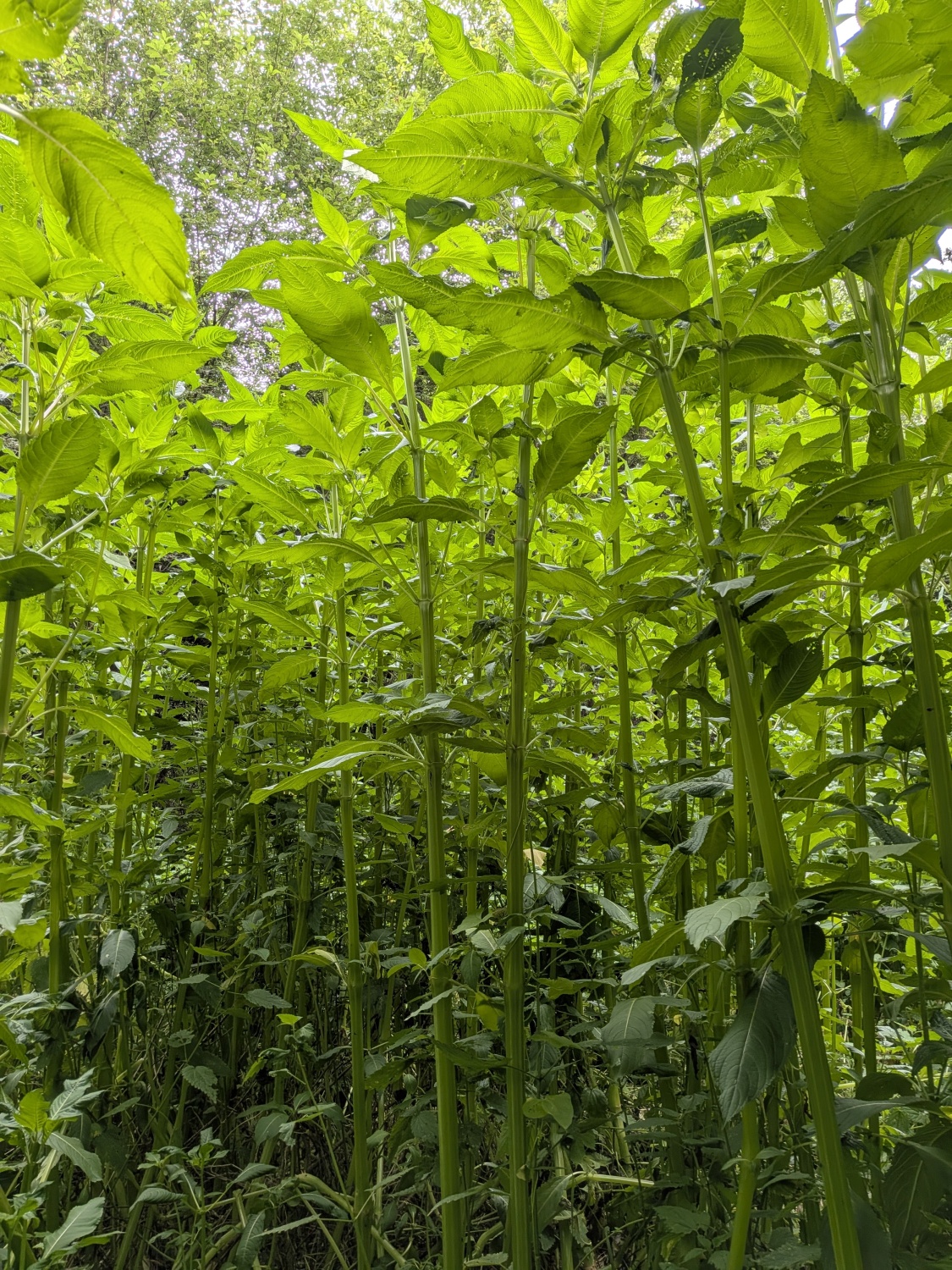 Hochgewachsenes Drüsiges Springkraut