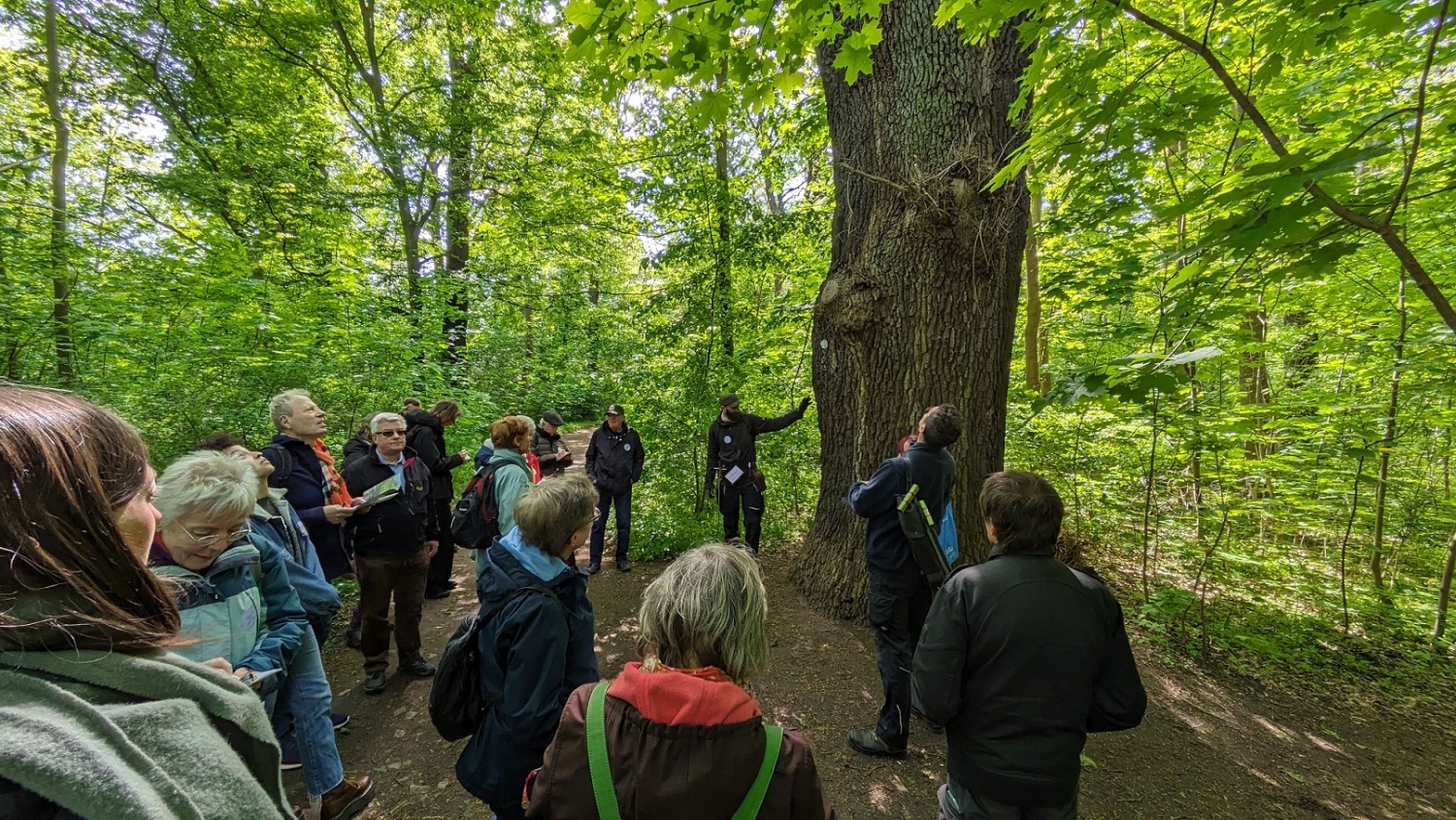Baumführung im Treptower Park