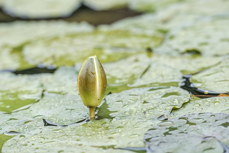 Nymphaea