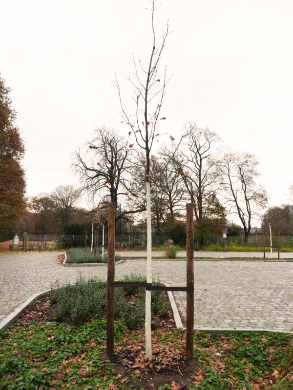 Der Parkplatz Zenner nach dem Umbau, mit Großsteinpflaster und neuen Baumpflanzungen