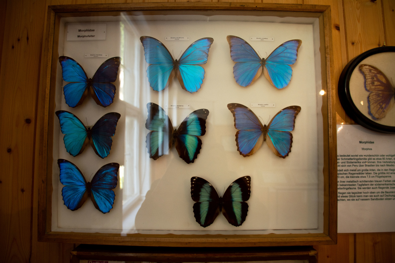 Schmetterlinge im Schmetterlingshorst