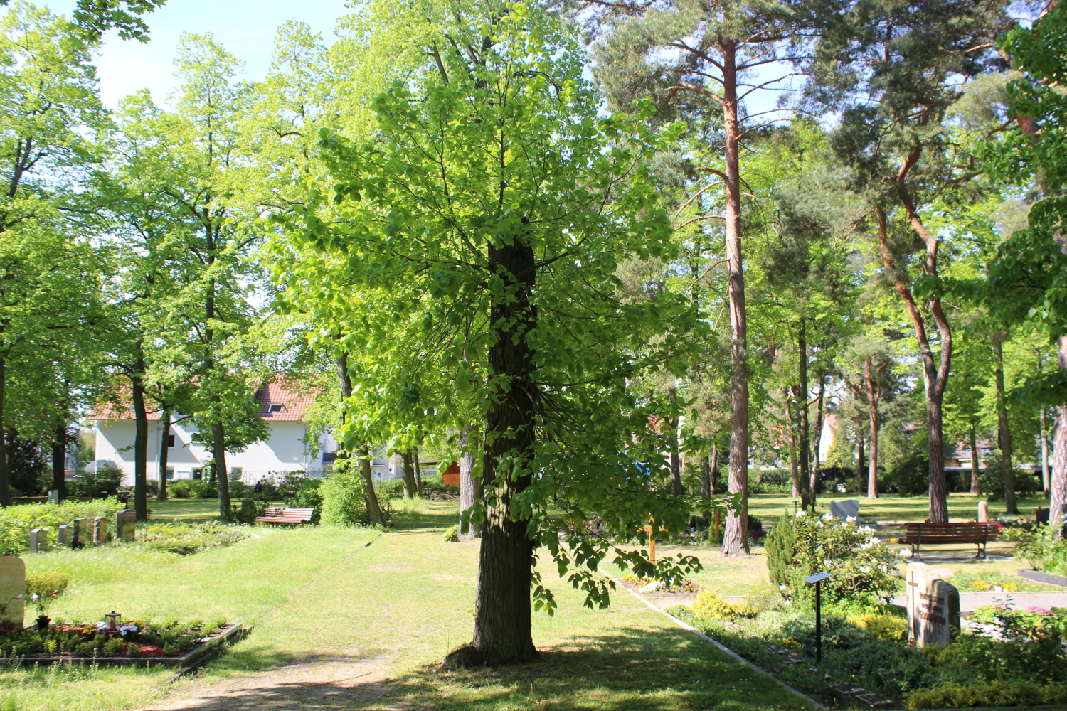 Friedhof Adlershof