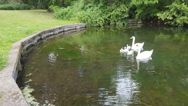 Treptower Park, der Karpfenteich vor der Sanierung