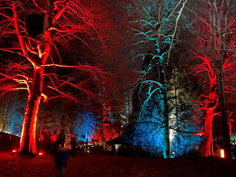 Illuminierte Bäume bei der Waldweihnacht in Eberswalde